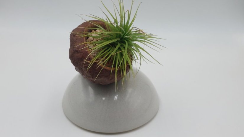 Herbrun Rehek zahradní -  magnetická dekorace