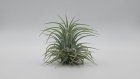 Tillandsia ionantha