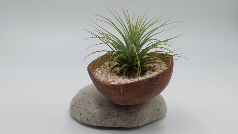 Herbrun Konipas horský - magnetická dekorace