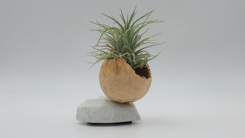 Herbrun Strnad luční - magnetická dekorace