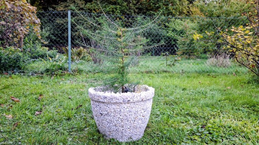 Herbrun Callisto – přírodní mrazuvzdorný květináč z kamene