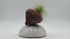 Herbrun Rehek zahradní -  magnetická dekorace