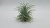 Tillandsia ionantha