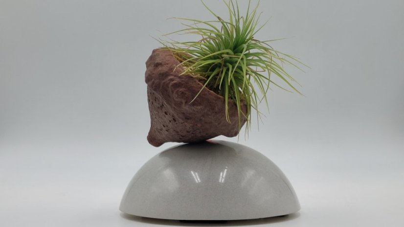 Herbrun Rehek zahradní -  magnetická dekorace