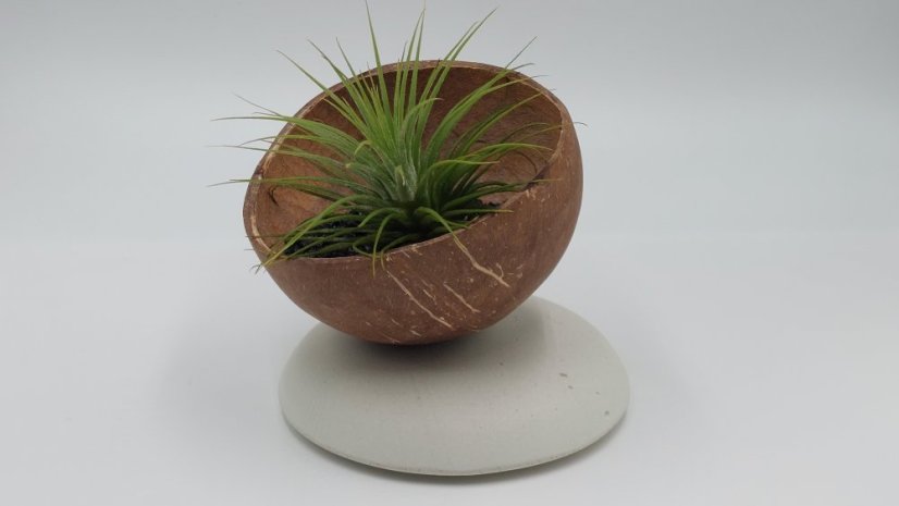 Herbrun Linduška luční - magnetická dekorace