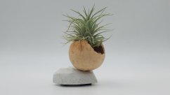 Herbrun Strnad luční - magnetická dekorace