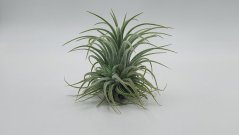  Exotická vzdušná rostlina Tillandsia ionantha na bílém pozadí z e-shopu herbrun.cz.