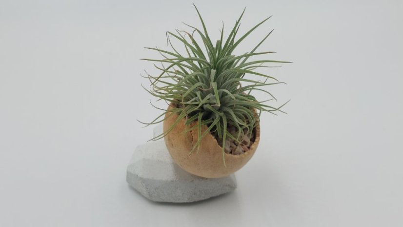 Herbrun Strnad luční - magnetická dekorace