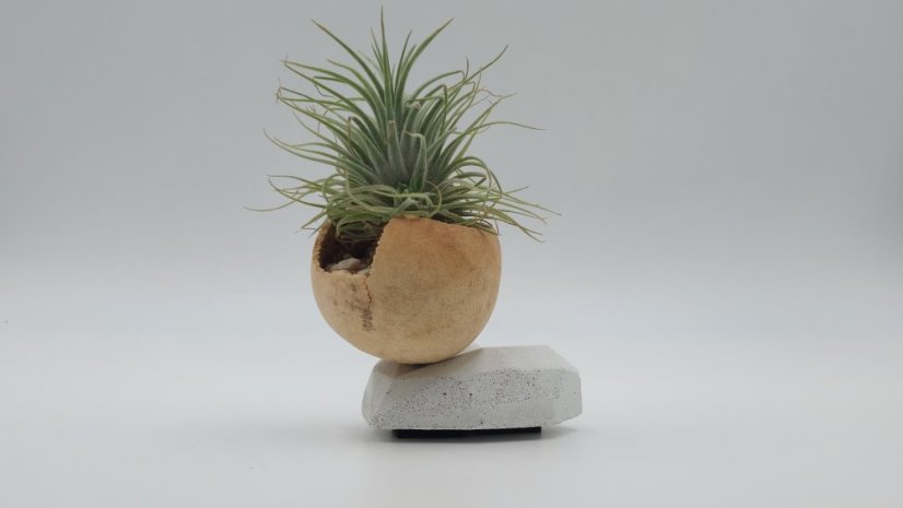 Herbrun Strnad luční - magnetická dekorace