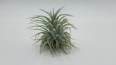 Vzdušná rostlina Tillandsia (kykatka).