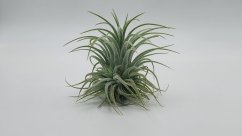  Exotická vzdušná rostlina Tillandsia ionantha na bílém pozadí z e-shopu herbrun.cz.