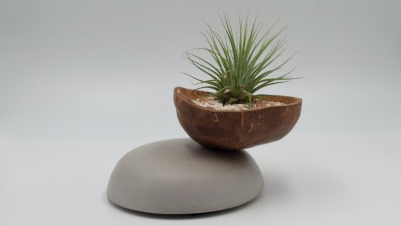 Herbrun Jiřička obecná - magnetická dekorace